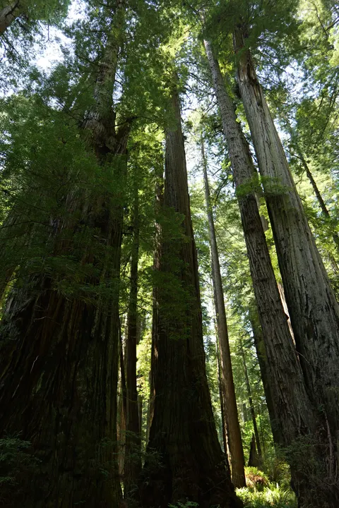 Tall Trees Phone Wallpaper · vertical · 1440×2160