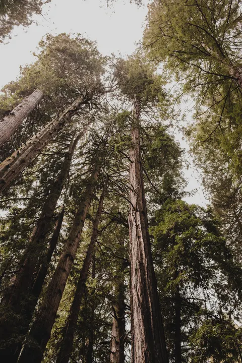 Tall Trees Phone Wallpaper · vertical · 1440×2160