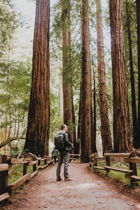 Tall Trees Phone Wallpaper · vertical · 1440×2160