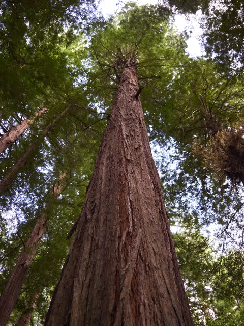 Tall Trees Phone Wallpaper · vertical · 1440×1921
