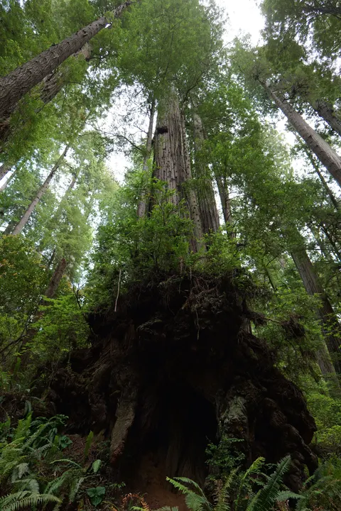 Tall Trees Phone Wallpaper · vertical · 1440×2160
