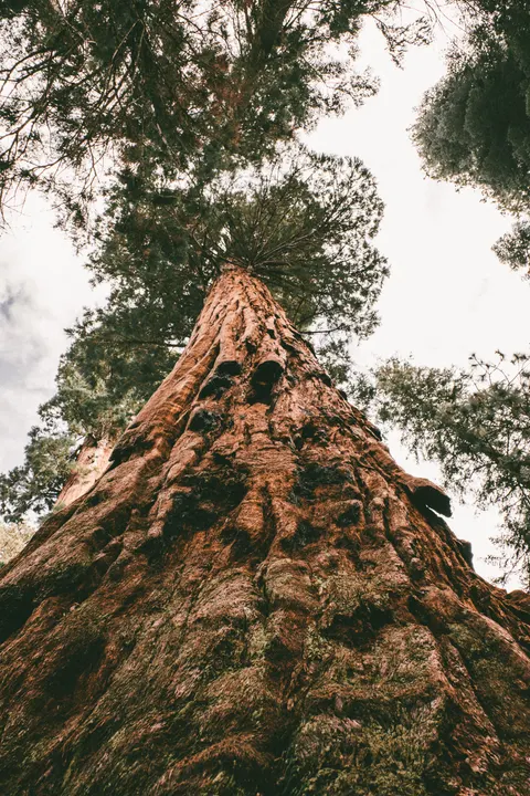 Tall Trees Phone Wallpaper · vertical · 1440×2160