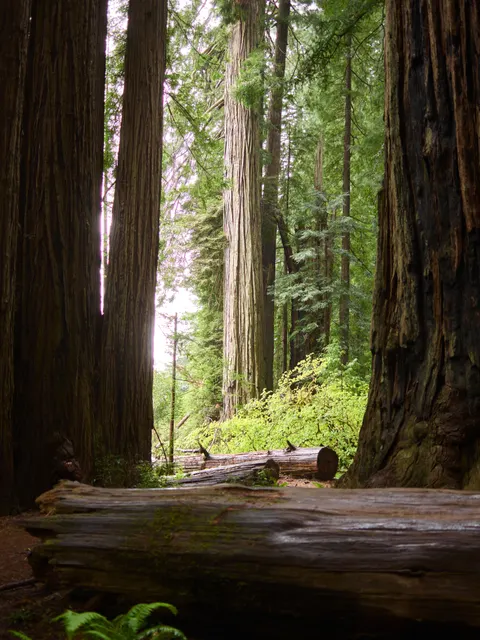 Tall Trees Phone Wallpaper · vertical · 1440×1921