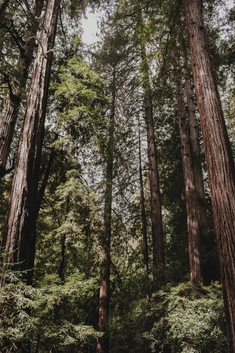 Tall Trees Phone Wallpaper · vertical · 1440×2160