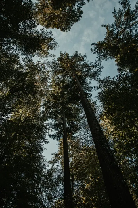 Tall Trees Phone Wallpaper · vertical · 1440×2160