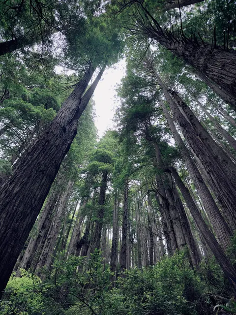 Tall Trees Phone Wallpaper · vertical · 1440×1920