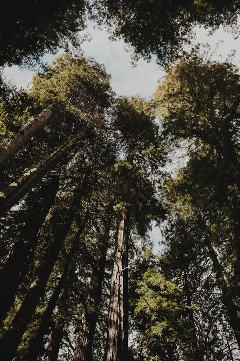 Tall Trees Phone Wallpaper · vertical · 1440×2160