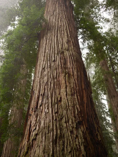 Tall Trees Phone Wallpaper · vertical · 1440×1921