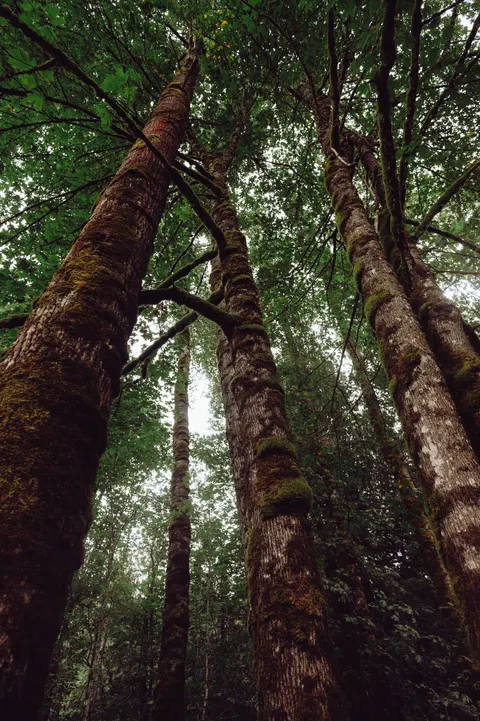 Tall Trees Phone Wallpaper · vertical · 1440×2164