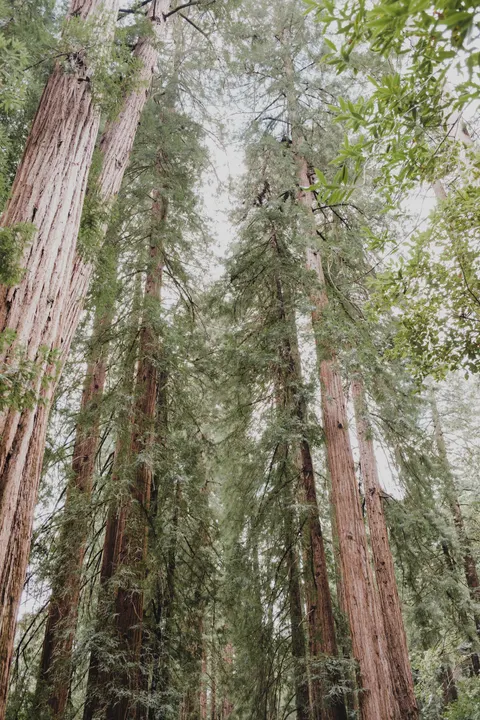 Tall Trees Phone Wallpaper · vertical · 1440×2160