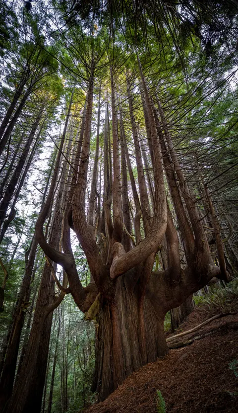 Tall Trees Phone Wallpaper · vertical · 1440×2491