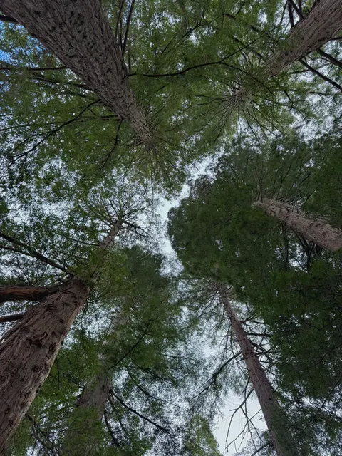 Tall Trees Phone Wallpaper · vertical · 1440×1920