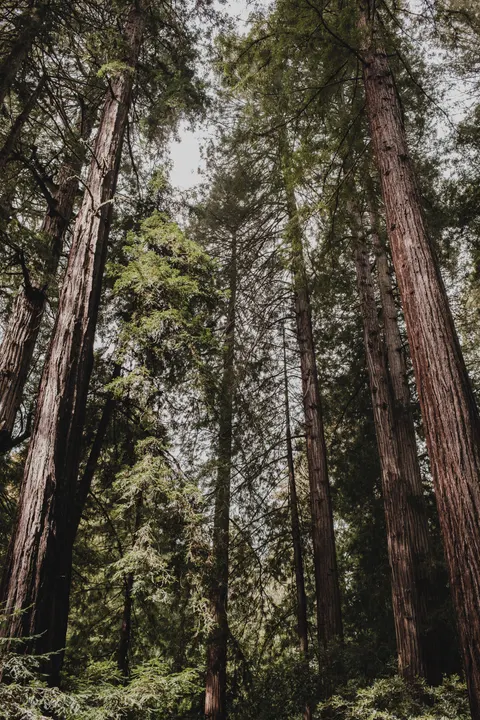 Tall Trees Phone Wallpaper · vertical · 1440×2160