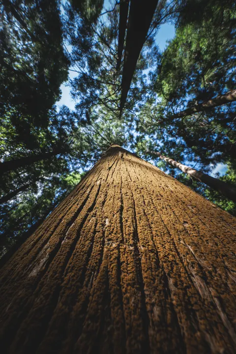 Tall Trees Phone Wallpaper · vertical · 1440×2160