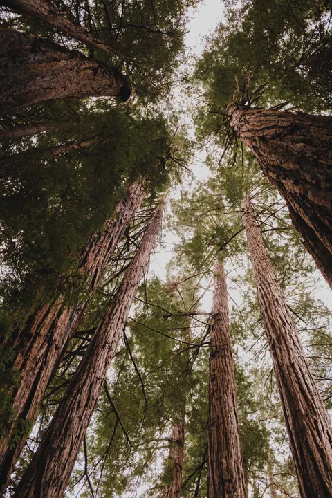Tall Trees Phone Wallpaper · vertical · 1440×2160
