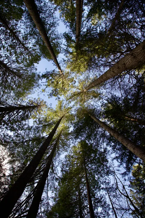 Tall Trees Phone Wallpaper · vertical · 1440×2160