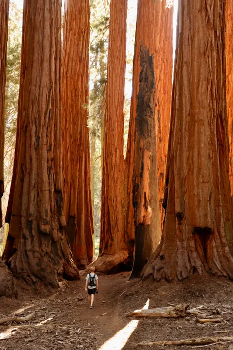 Tall Trees Phone Wallpaper · vertical · 1440×2160