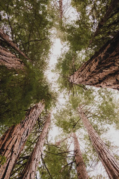 Tall Trees Phone Wallpaper · vertical · 1440×2160