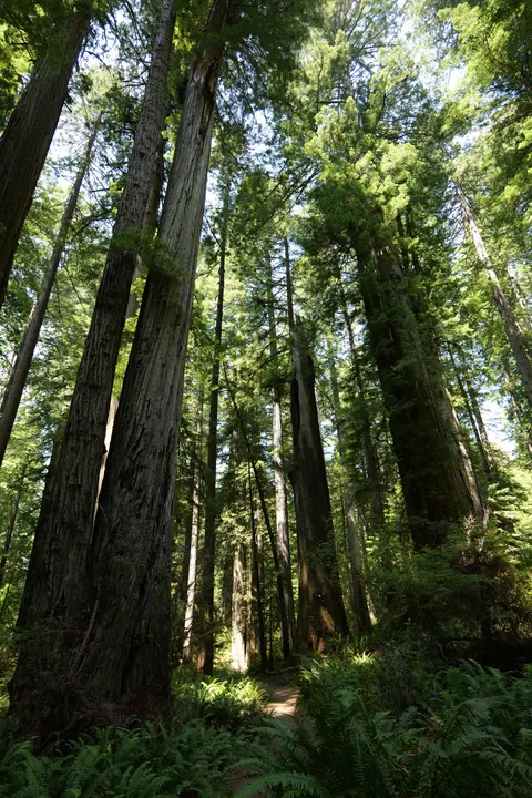 Tall Trees Phone Wallpaper · vertical · 1440×2160