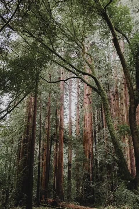 Tall Trees Phone Wallpaper · vertical · 1440×2160