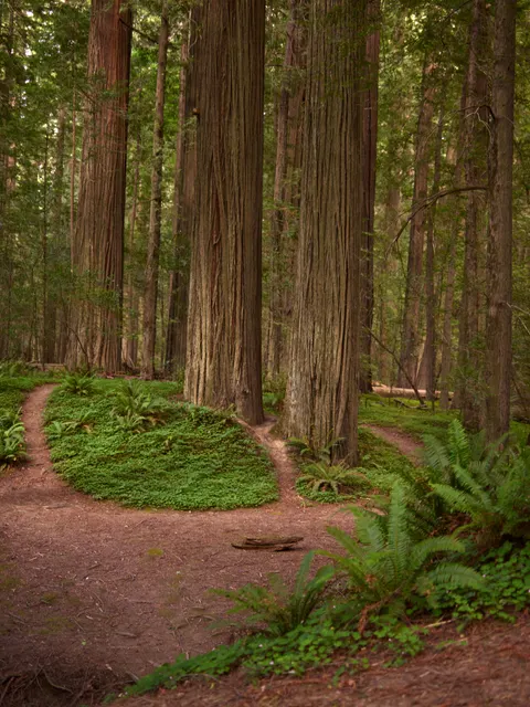 Tall Trees Phone Wallpaper · vertical · 1440×1921