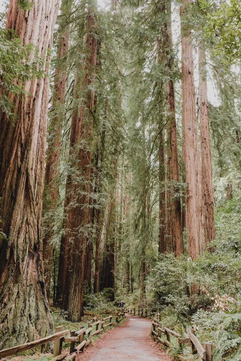 Tall Trees Phone Wallpaper · vertical · 1440×2160