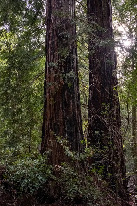 Tall Trees Phone Wallpaper · vertical · 1440×2160