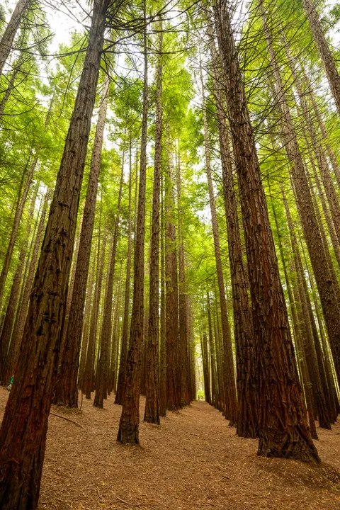 Tall Trees Phone Wallpaper · vertical · 1440×2159