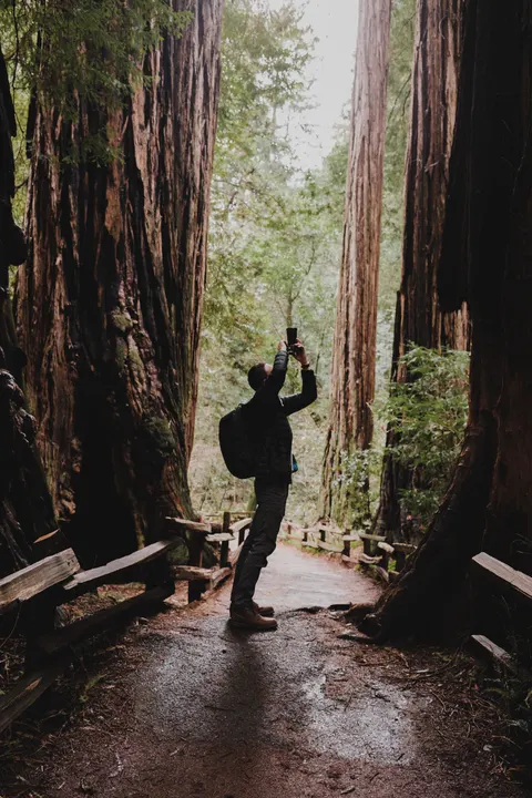 Tall Trees Phone Wallpaper · vertical · 1440×2160