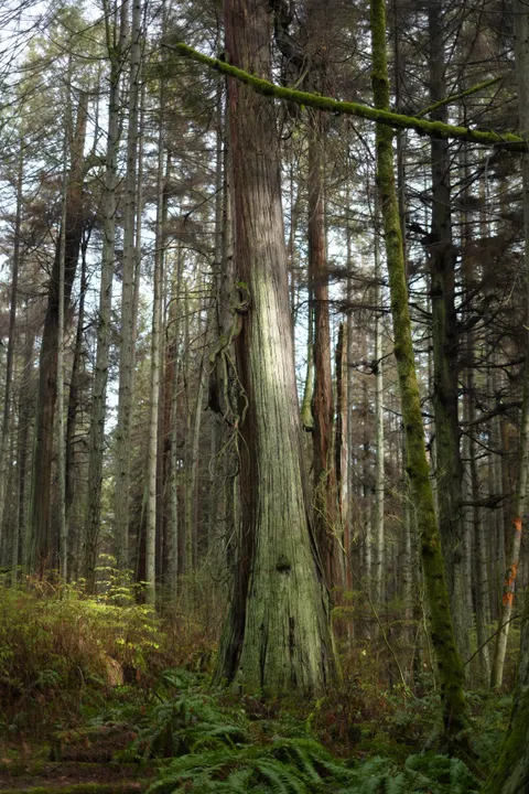 Tall Trees Phone Wallpaper · vertical · 1440×2160