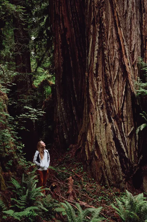 Tall Trees Phone Wallpaper · vertical · 1440×2164
