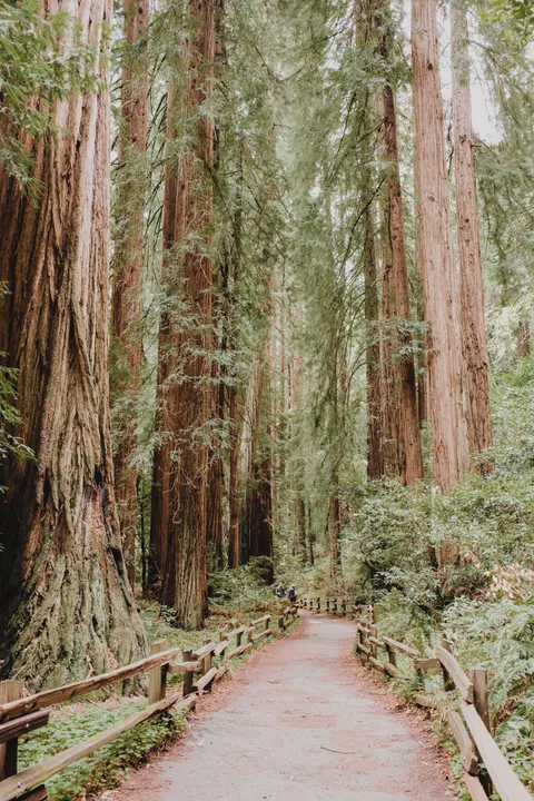 Tall Trees Phone Wallpaper · vertical · 1440×2160