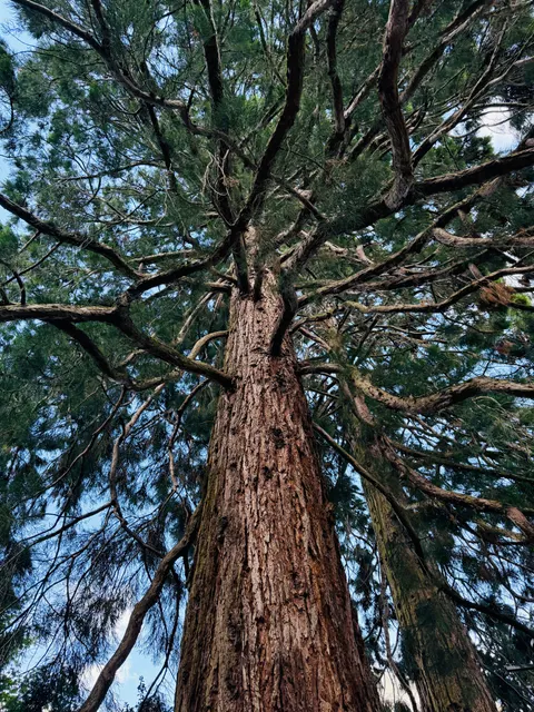 Tall Trees Phone Wallpaper · vertical · 1440×1920