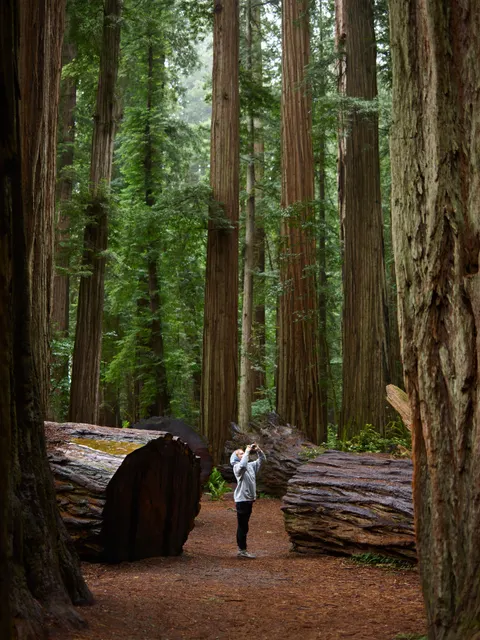 Tall Trees Phone Wallpaper · vertical · 1440×1921