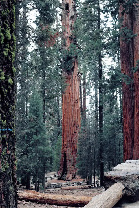 Tall Trees Phone Wallpaper · vertical · 1440×2160