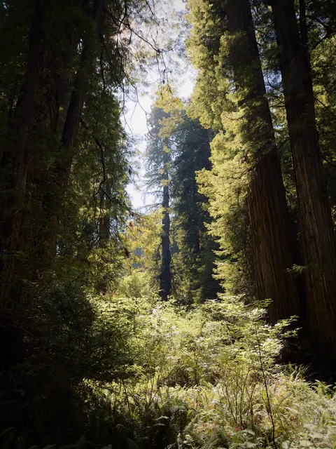 Tall Trees Phone Wallpaper · vertical · 1440×1920