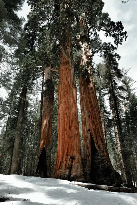 Tall Trees Phone Wallpaper · vertical · 1440×2158
