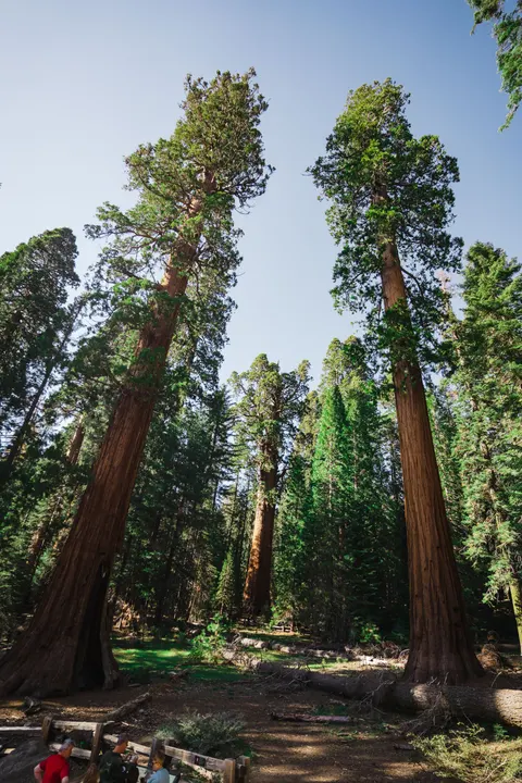 Tall Trees Phone Wallpaper · vertical · 1440×2160