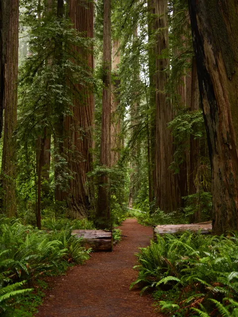 Tall Trees Phone Wallpaper · vertical · 1440×1921