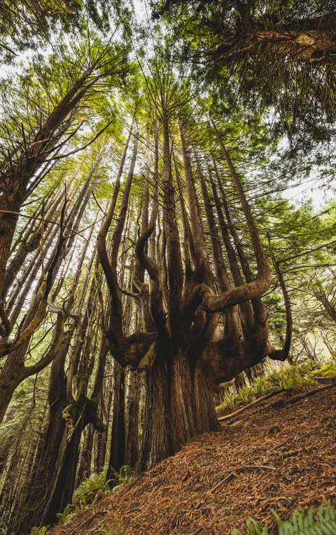 Tall Trees Phone Wallpaper · vertical · 1440×2292