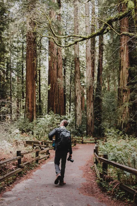 Tall Trees Phone Wallpaper · vertical · 1440×2160