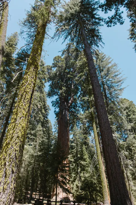 Tall Trees Phone Wallpaper · vertical · 1440×2160