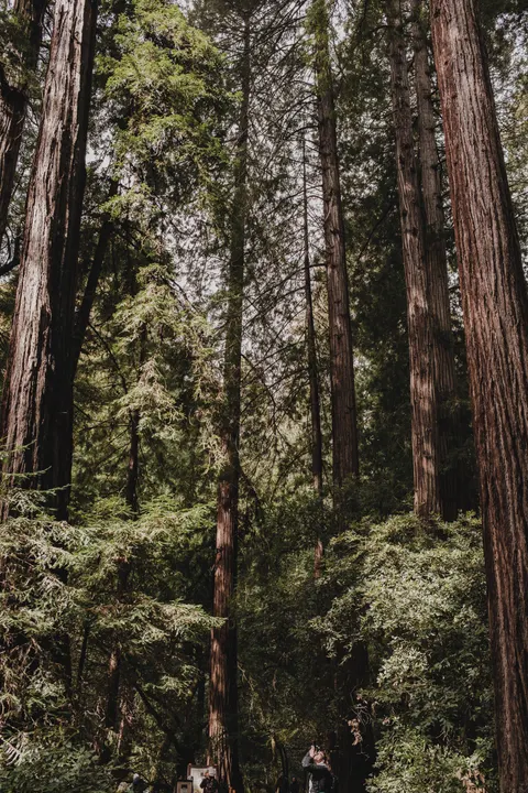 Tall Trees Phone Wallpaper · vertical · 1440×2160