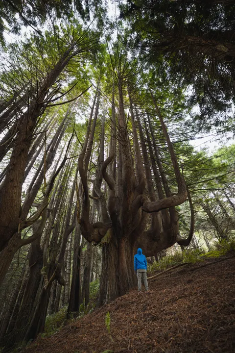 Tall Trees Phone Wallpaper · vertical · 1440×2159