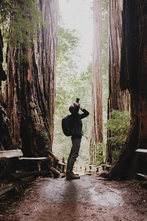 Tall Trees Phone Wallpaper · vertical · 1440×2160