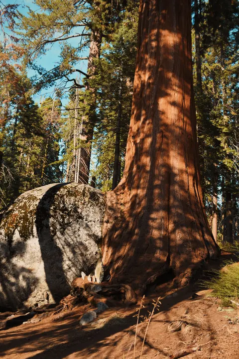 Tall Trees Phone Wallpaper · vertical · 1440×2157
