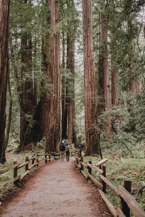 Tall Trees Phone Wallpaper · vertical · 1440×2160