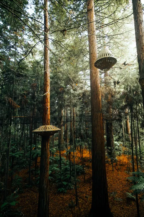 Tall Trees Phone Wallpaper · vertical · 1440×2160