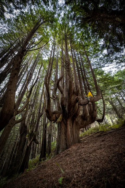Tall Trees Phone Wallpaper · vertical · 1440×2159