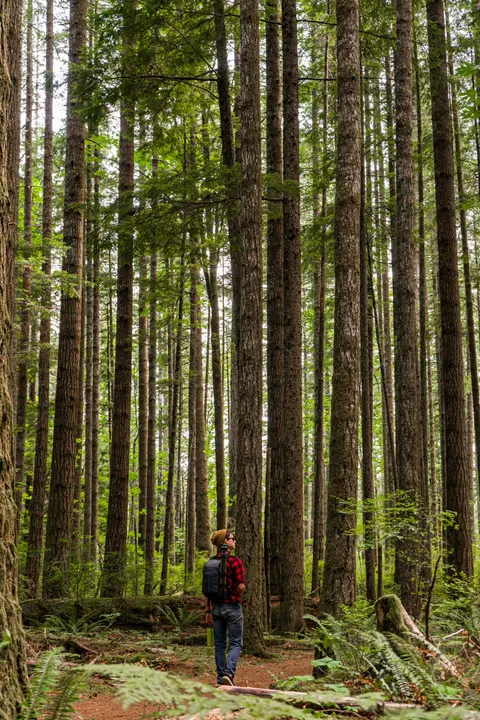 Tall Trees Phone Wallpaper · vertical · 1440×2160